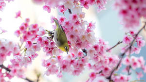 Oulike Lente Sakura Voël