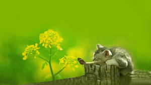 Oulike Lente Slaapkatjie