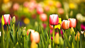 Oulike Lente Tulpe