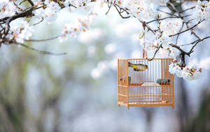 Oulike Lente Voëlhok