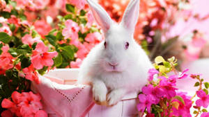 Oulike Lente Wit Hasie