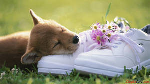 Oulike Lentehond Op Skoene