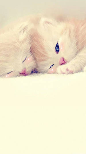 Oulike Liefde Twee Katjies
