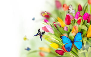 Oulike Skoenlappers en Tulpe in die Lente