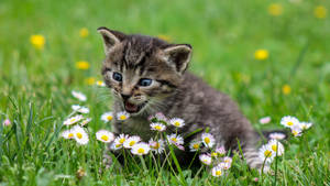 Oulike Verraste Lente Kitten