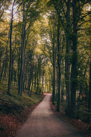Pad Deur Die Bos — Pragtige Natuur Muurpapier