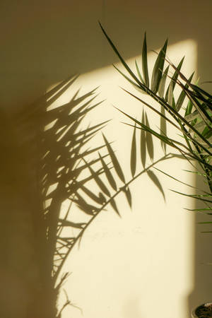Palm Skaduwee Plant Estetika — Plant Aesthetic Muurpapier