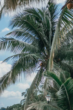 Palmbome wat na die Hemel Reik — Huawei MatePad 11.5 (2026) Muurpapier