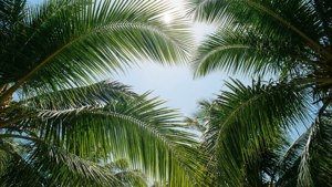 Groen palmboomblare met 'n blou lug-agtergrond.