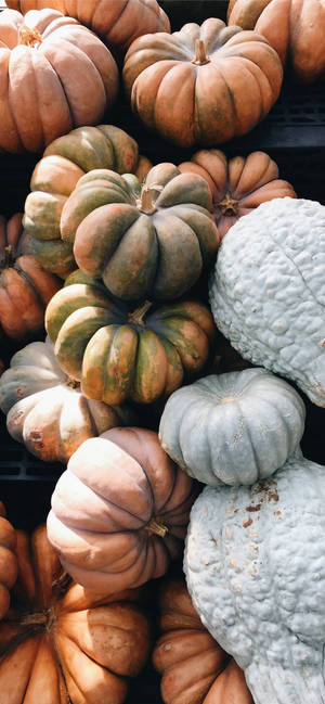 Pampoene In Verskillende Kleure Thanksgiving iPhone-beeld — iPhone 17 Pro Muurpapier
