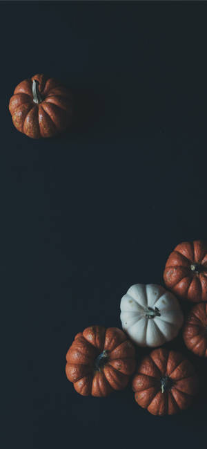 Thanksgiving Iphone Pampoene Op Swart Agtergrond — iPhone 16e Muurpapier