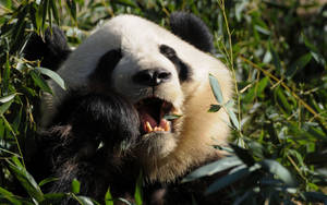 Panda kou kos nabyfoto agtergrond.