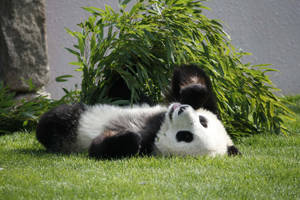 Panda wat op die grond lê met gesig na bo agtergrond.