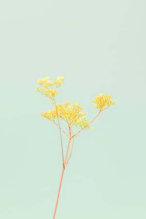 Pastel iPhone Geel Groen Blom — Blomme iPhone Muurpapier