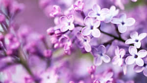 Pastel Pers Agtergrond — Pastel pers GIF Muurpapier