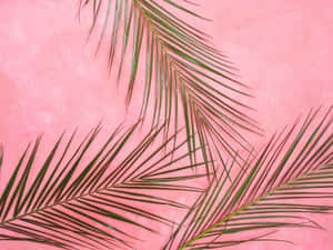 Pastel pienk agtergrond — Pastel pienk Muurpapier