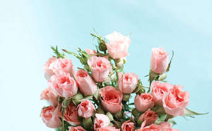 Pastel pienk estetiese ruiker blomme — Pastel pienk estetika Muurpapier