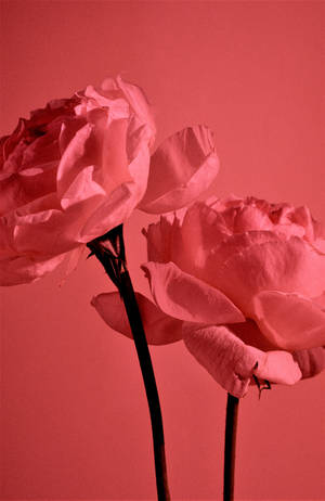 Pastelrooi Estetiese Tuinrose — Infinix Xpad GT Muurpapier