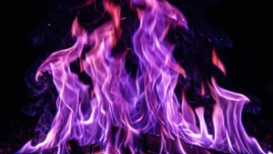 'n Lewendige pers vlam wat die energie en skoonheid van vuur in 'n ongewone kleur vasvang. — Pers Muurpapier