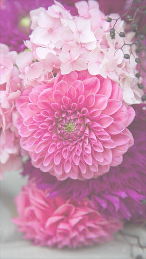 Pienk Dahlia Blomme Iphone