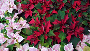 Pienk En Rooi Poinsettias muurpapier — iMac Muurpapier