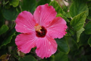 Tropiese Plante Prente