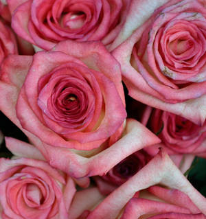 Pienk Kleur Rose Naby — Honor Magic V5 Muurpapier