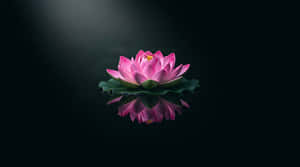 lotus,pienk lotus,waterlelie,weerspieëling,zen,meditasie,welstand,dryf,minimalisties,spa,rustig,kalmte,donker agtergrond,natuur,blom,bloei,suiwerheid,spiritualiteit,joga,ontspanning