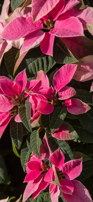 Pienk Poinsettia HD-agtergrond — iPhone 15 Pro Muurpapier