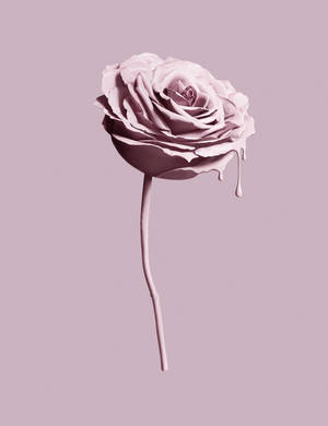 Pienk roos Tumblr estetika muurpapier