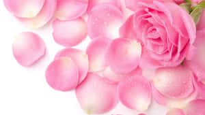 Pienk Rose Agtergrond — Roos-estetika Muurpapier