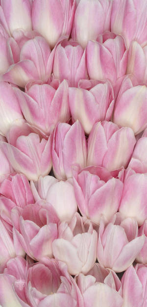 Pienk Tulpe Blomme Iphone
