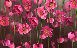 Pienk Blomme-agtergrond
