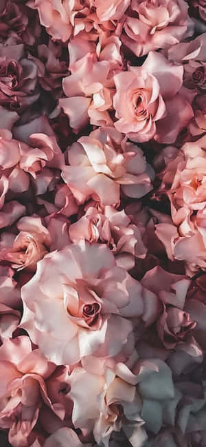 Iphone Blomme — iPhone 15 Muurpapier