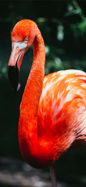 Fotografie Flamink iPhone — Vivo X200 FE Muurpapier