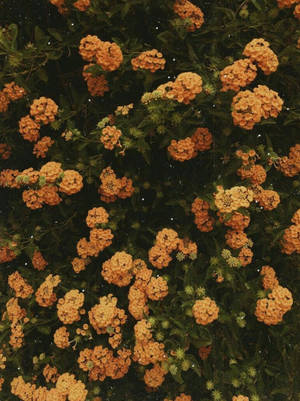 Pragtige Klein Oranje Vintage Blom-estetika — iPhone estetiese Muurpapier