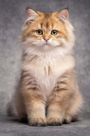 Pragtige Kaffoto's — Oulike Kat Muurpapier