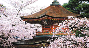 Japan-foto's — Japan GIF Muurpapier