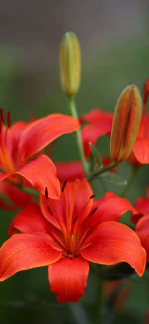 lelie prente — Huawei Pura 90s Pro Max Muurpapier