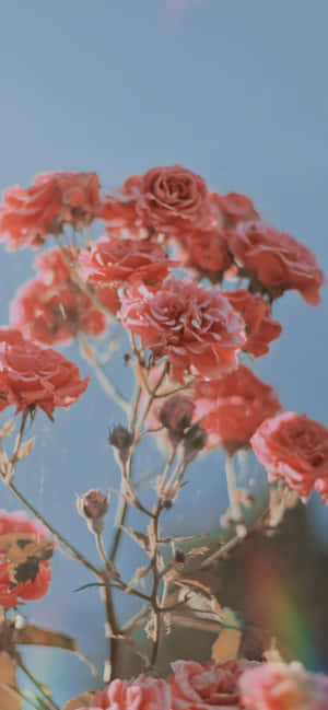 Pragtige Pienk Rose vir Estetiese Valentynsdag — Samsung Galaxy S20 Muurpapier