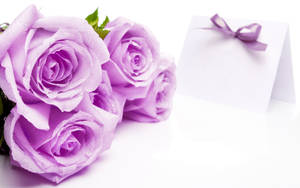 Pragtige Roosblomme Ligpers — Ligpers aesthetics Muurpapier