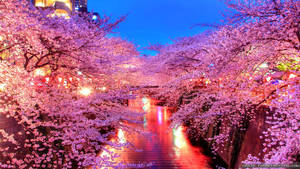 Lente in Japan met Sakura-bome langs 'n pad-agtergrond