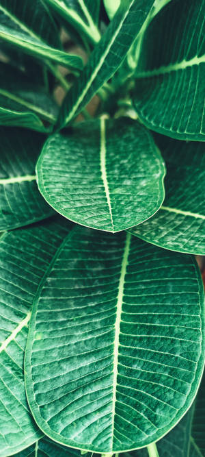 Realme Tropiese Plant