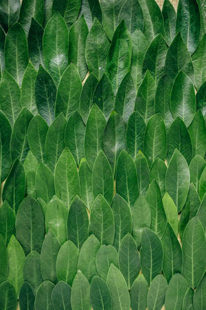 Redmi 4k Plantgroep — Redmi Muurpapier