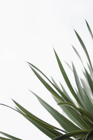 Redmi 4k Swaardplant — Redmi Muurpapier