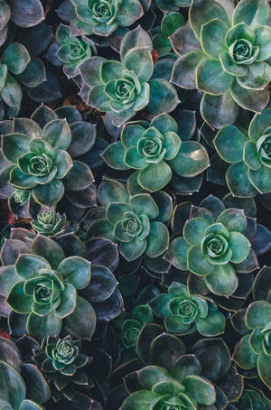 Redmi 4k Vetplante — Redmi Muurpapier