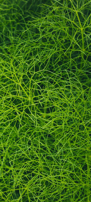 Redmi Note 10 Groen Akwariumplant — Pixel 10 Muurpapier