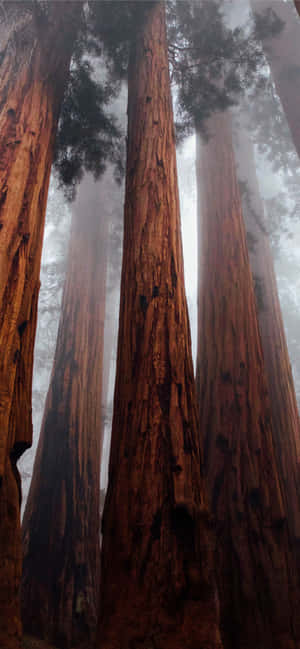 Redwood Nasionale Park Mistige Woud — Motorola Edge 70 Muurpapier