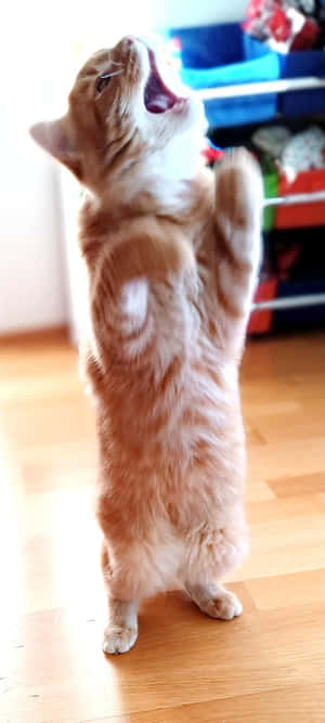 Regop Dansende Kat.jpg — Dansende kat Muurpapier