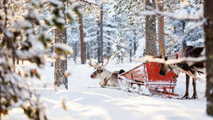 Rendiere wat in Digte Sneeu slee — Winter Muurpapier